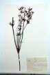 Cyperus longus L.