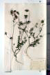 Daucus carota L.
