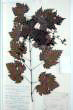 Vitis vinifera L.