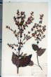 Salvia sclarea L.