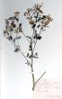 Conium maculatum L.