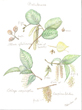 Betulaceae