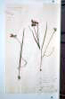 Allium pendulinum Ten.