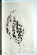 Convolvulus arvensis L.