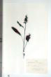 Rumex crispus L.