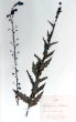 Verbascum blattaria L.