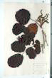 Corylus avellana L.