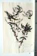 Veronica anagallis-aquatica L.