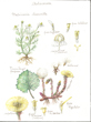 Asteraceae