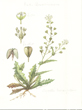 Brassicaceae