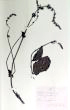 Salvia pratensis L.