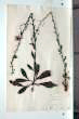 Verbascum blattaria L.
