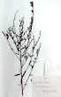 Genista tinctoria L.