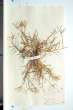 Cynodon dactylon (L.) Pers.
