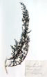 Chenopodium album L.
