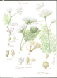 Apiaceae