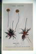 Armeria alpina Willd.