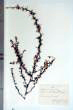 Ononis spinosa L.