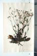 Crepis setosa Haller fil.