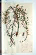 Reseda alba L.