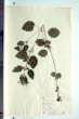 Urtica membranacea Poiret ex Savigny