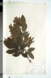 Carpinus betulus L.