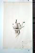 Plantago lagopus L.