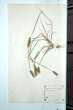 Hordeum marinum Huds. subsp. marinum