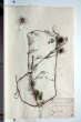 Nigella damascena L.