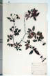 Rosa sempervirens L.