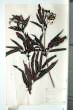 Sambucus ebulus L.
