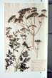 Conium maculatum L.