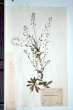 Capsella bursa-pastoris (L.) Medicus