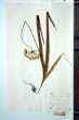 Allium neapolitanum Cyr.