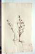 Galeopsis ladanum L.