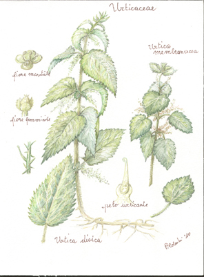 Urticaceae