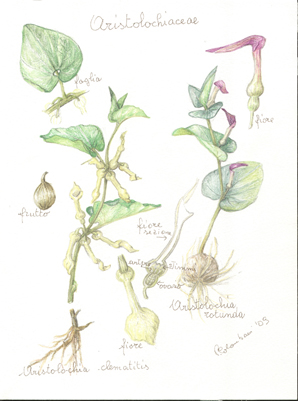 Aristolachiaceae