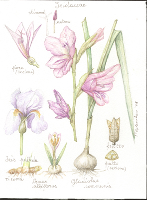 Iridaceae