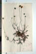 Sixalix atropurpurea (L.) Greuter et Burdet subsp. grandiflora (Scop.) Soldano et F. Conti
