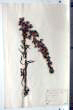 Echium italicum L.