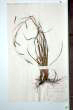 Carex sylvatica Hudson