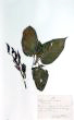 Persicaria orientalis (L.) Spach